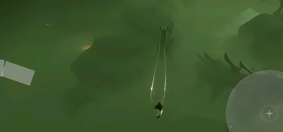 光遇如何驯龙转弯 光遇如何驯龙转弯